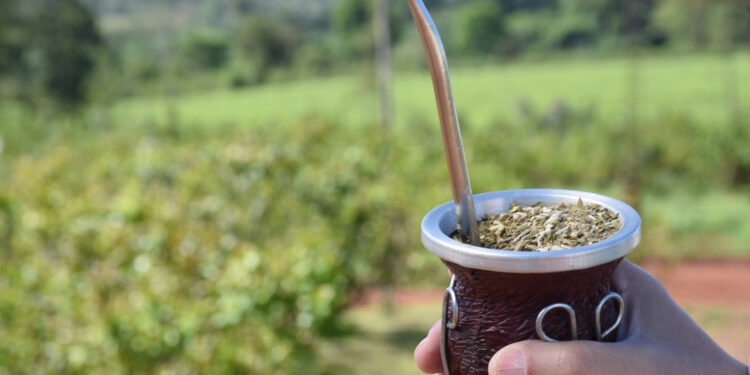 Yerba mate: ventas superaron los 75 millones de kilos en el primer trimestre