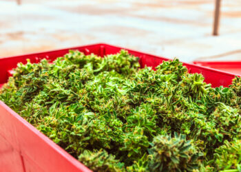 Primera cosecha de cannabis medicinal de 2026