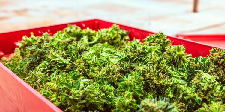 Primera cosecha de cannabis medicinal de 2026
