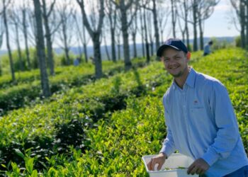 Aportes para el desarrollo del té de especialidad en Misiones
