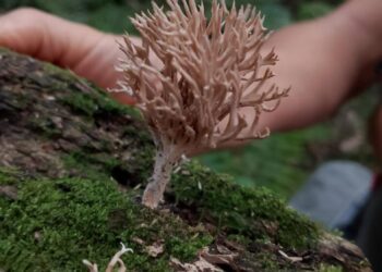 Enorme diversidad de hongos  en la selva misionera