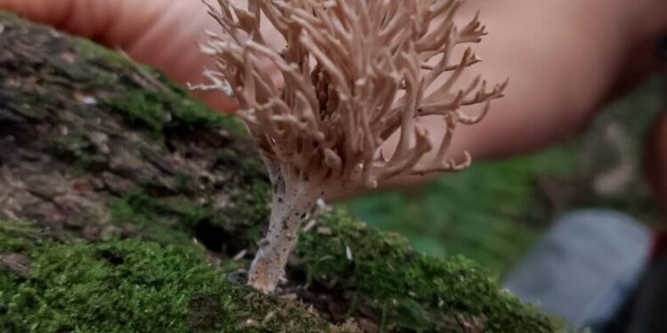 Enorme diversidad de hongos  en la selva misionera
