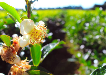 En el Día Internacional del Té, Misiones consolida su liderazgo productivo y apuesta al crecimiento del té gourmet
