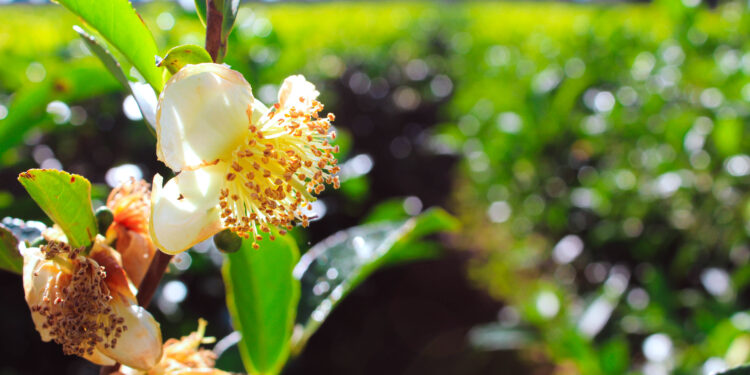 En el Día Internacional del Té, Misiones consolida su liderazgo productivo y apuesta al crecimiento del té gourmet