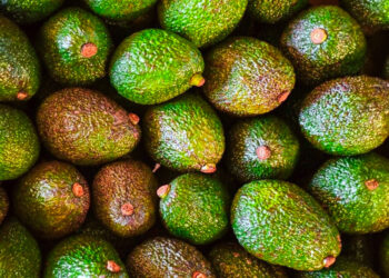 La palta gana terreno  y se consolida como alternativa para la chacra misionera
