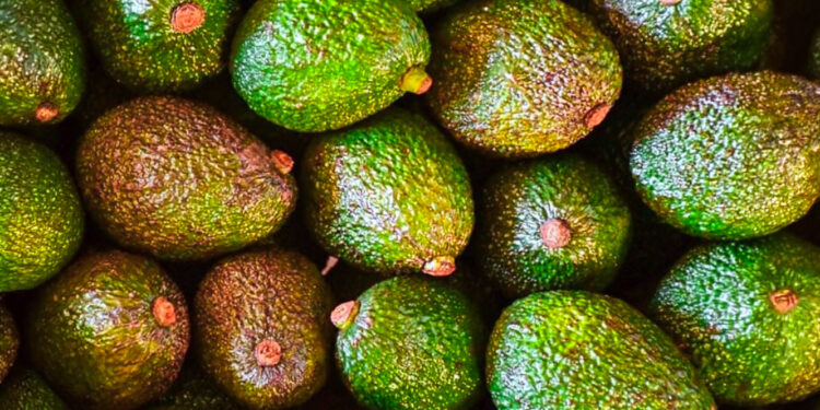 La palta gana terreno y se consolida como alternativa para la chacra misionera