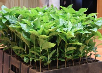 Variedades de café con potencial de adaptación en Misiones