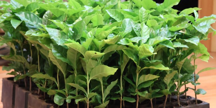 Variedades de café con potencial de adaptación en Misiones