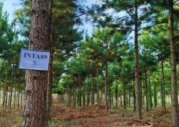 El INTA maximiza la productividad de pinos en Misiones