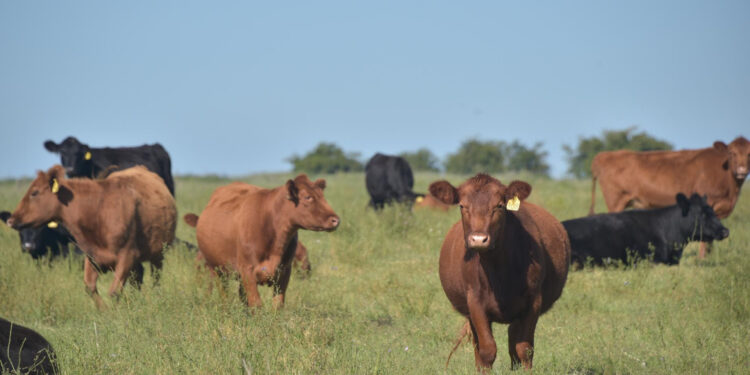 La exportación de carne bovina creció 53,95% en valor