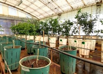 Ciencia y tradición: Misiones produce cítricos libres de virus