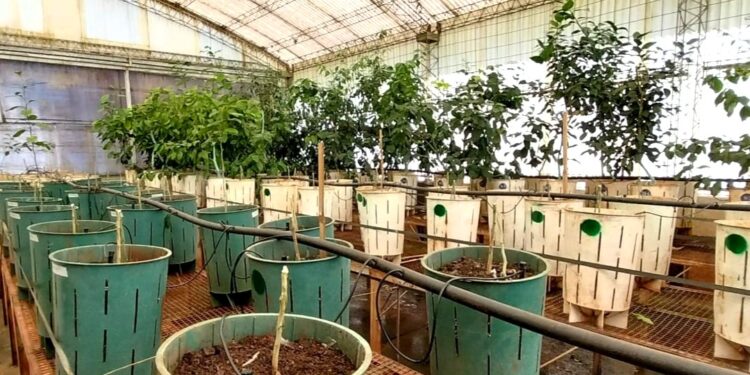 Ciencia y tradición: Misiones produce cítricos libres de virus
