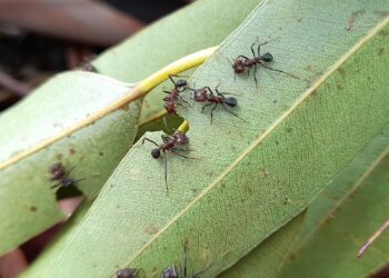 Cómo impactan las hormigas en la rentabilidad forestal