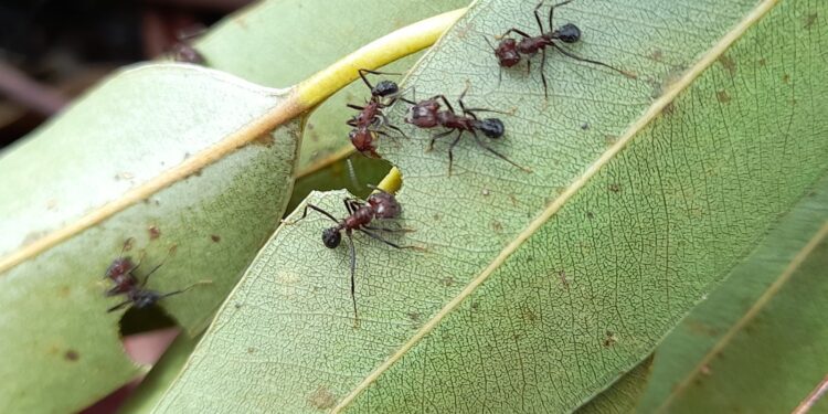 Cómo impactan las hormigas en la rentabilidad forestal