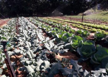 Los cultivos que fortalecen la horticultura de invierno en Misiones