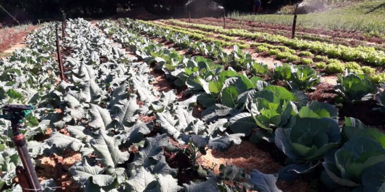 Los cultivos que fortalecen la horticultura de invierno en Misiones
