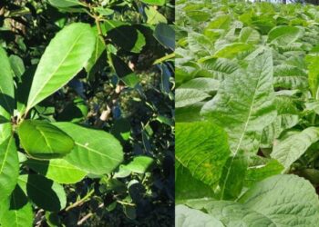 Tabaco vs. Yerba Mate: Radiografía del impacto económico de la zafra 2026