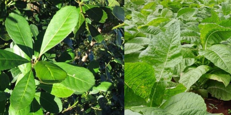 Tabaco vs. Yerba Mate: Radiografía del impacto económico de la zafra 2026