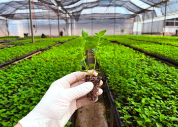 100.000 plantines de menta piperita para exportación