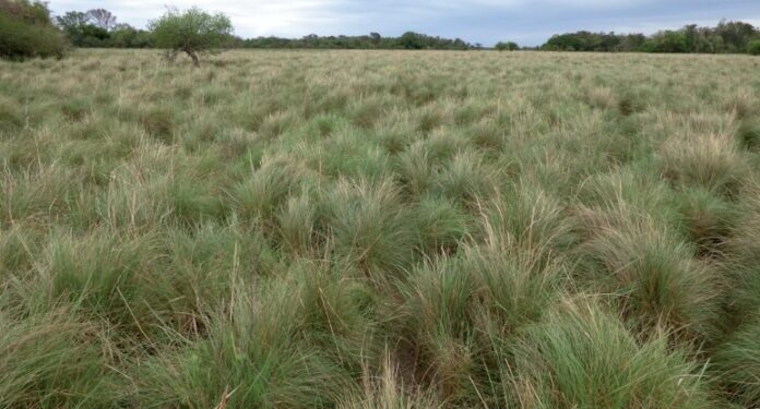 El motor oculto del campo: por qué el futuro de la ganadería argentina depende de cuidar sus pastizales naturales