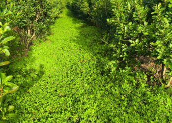 Más de 300 productores misioneros avanzan hacia sistemas más sustentables