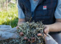 Investigan el potencial de los palitos de yerba mate para producir biocarbón