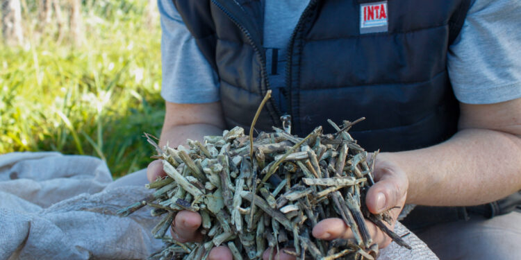 Investigan el potencial de los palitos de yerba mate para producir biocarbón