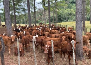 De la erradicación al manejo: el trabajo del INTA frente a la garrapata bovina en la región