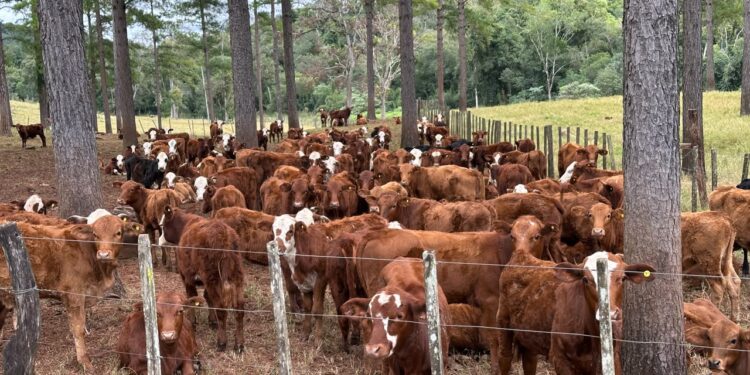 De la erradicación al manejo: el trabajo del INTA frente a la garrapata bovina en la región