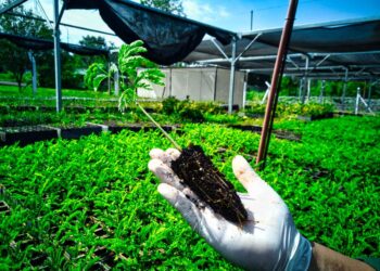 Árboles nativos para la Promesa de Cuidado del Ambiente