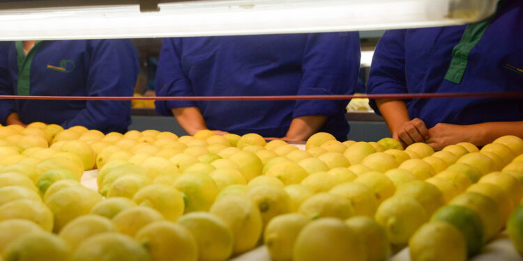 Las exportaciones de limón crecieron 36% en valor y alcanzaron el récord de los últimos 20 años