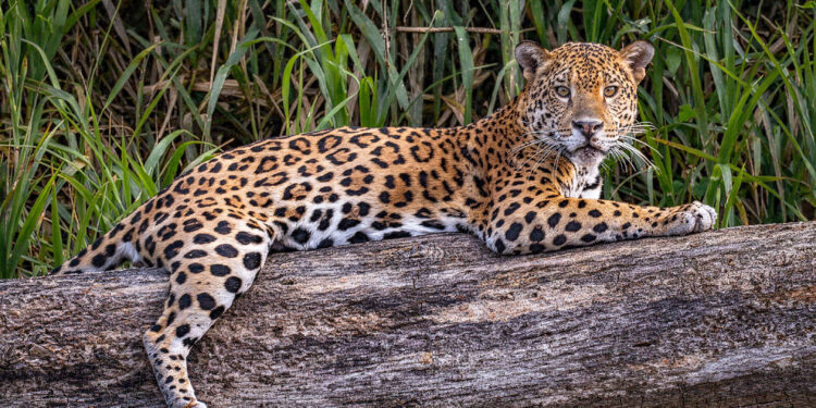 Las chacras misioneras y la convivencia con grandes felinos