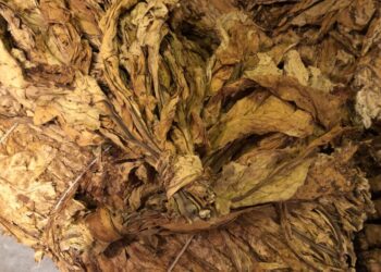 Tabaco en Brasil: atraso en la comercializzación