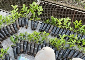 Empresas misioneras evalúan nuevas selecciones genéticas de INTA para la yerba mate del futuro