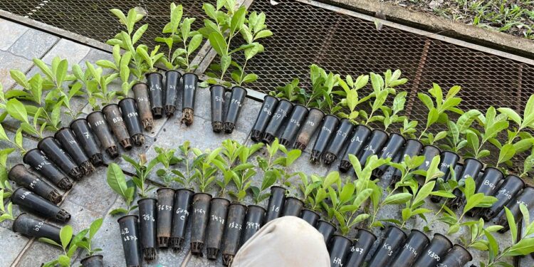 Empresas misioneras evalúan nuevas selecciones genéticas de INTA para la yerba mate del futuro