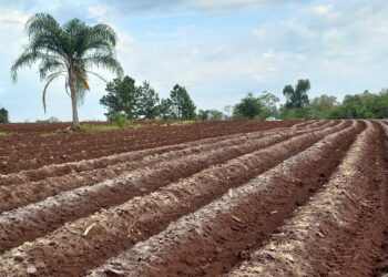 El sector tabacalero  trabaja con la mirada puesta en el fenómeno climático “El Niño”