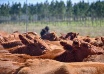 Tecnologías que transforman la producción ganadera
