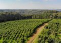 Andresito: polo de producción orgánica de yerba mate en Misiones
