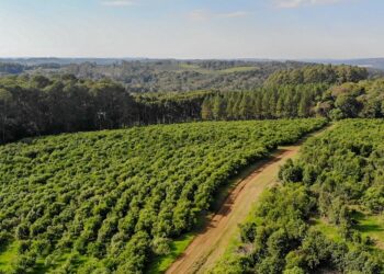 Andresito: polo de producción orgánica de yerba mate en Misiones