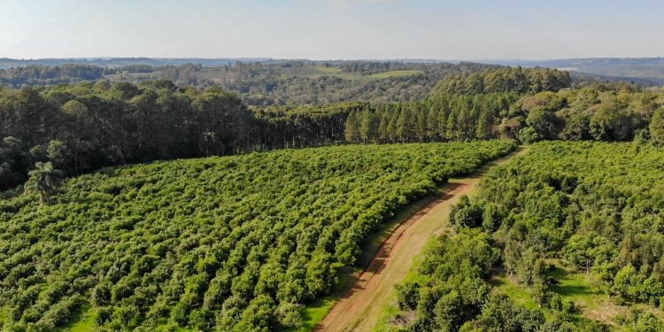 Andresito: polo de producción orgánica de yerba mate en Misiones