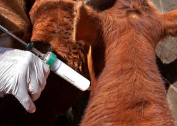 Misiones inicia la vacunación contra la aftosa y la brucelosis