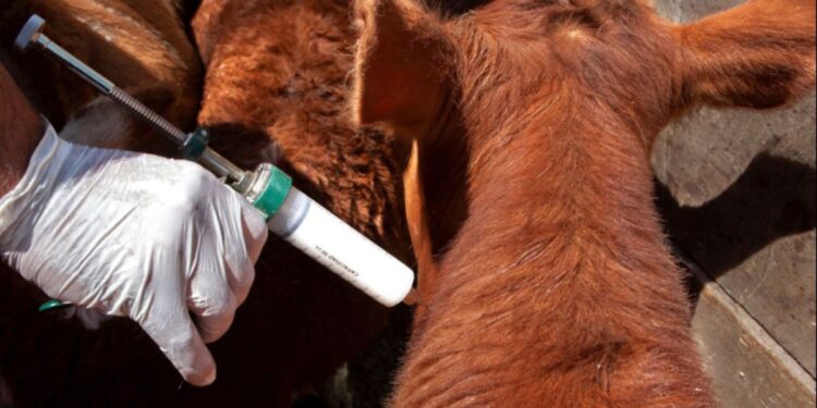 Misiones inicia la vacunación contra la aftosa y la brucelosis