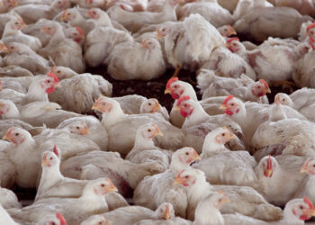 Reabren el mercado chileno y peruano para la exportación de carne aviar