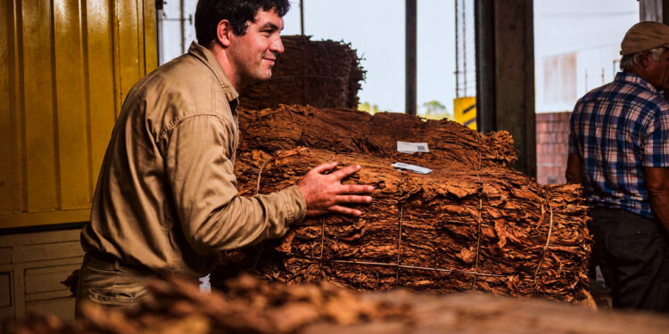 Cosecha récord de tabaco: las industrias van cerrando el acopio