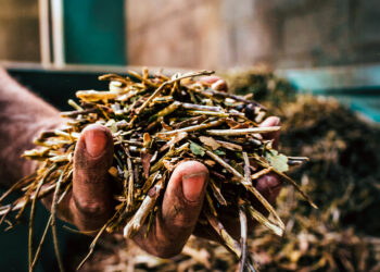 Misiones lleva su diversidad productiva al Primer Mundial de la Yerba Mate