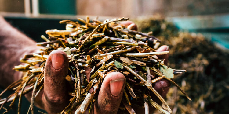 Misiones lleva su diversidad productiva al Primer Mundial de la Yerba Mate