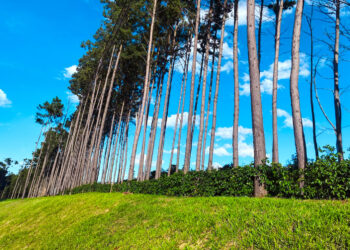 Biofábrica Misiones impulsa la producción de jengibre con rizomas semilla de calidad