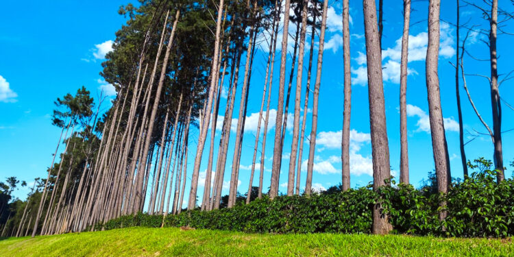 Biofábrica Misiones impulsa la producción de jengibre con rizomas semilla de calidad