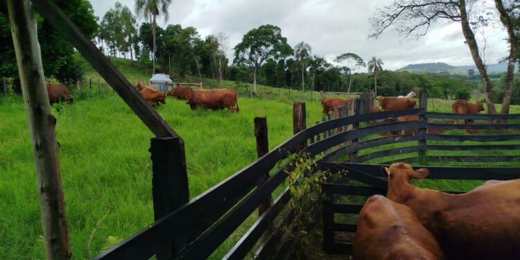 Dos décadas  de organización y extensión rural para el crecimiento ganadero en el Alto Uruguay
