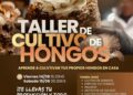 Cultivo de hongos en casa: lanzan un taller teórico-práctico para aprender el proceso de principio a fin